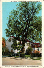 Last of The Thirteen Horse Chestnut Trees,Fredericksburg, Virginia Postcard-A33