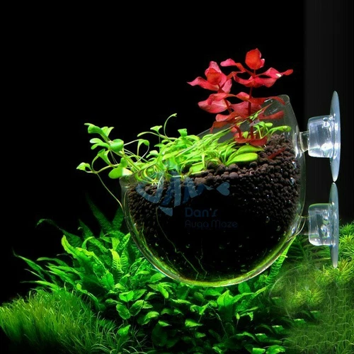 Aquarium Plant Glass Cup Pot Moss Aquascaping Garden in the air