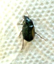 Carabidae: Harpalinae: Harpalus katiae, A1. 