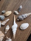 Sea Shell Mix For Aquarium Shells Stunning Colors. Great Mix Of Shells — photo 6