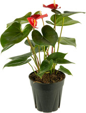 Live Anthurium with Red Blooms, Flamingo Flower, Laceleaf, Plant Pot for Home an