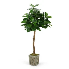 6' Fiddle leaf fig tree in weathered wood box planter