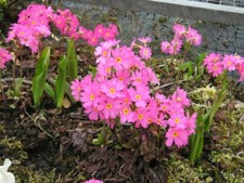 Rosenprimel, Primula rosea Teichpflanzen Teichpflanze Sumpfpflanze