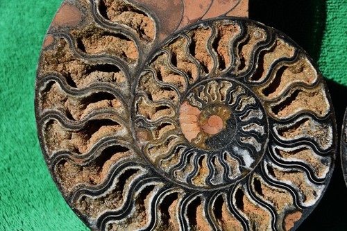 Dinosaur Split PAIR BLACK Ammonite 1 IN 100 XXL 212mm 110myo FOSSIL 8.5" 3797axx - Picture 2 of 9