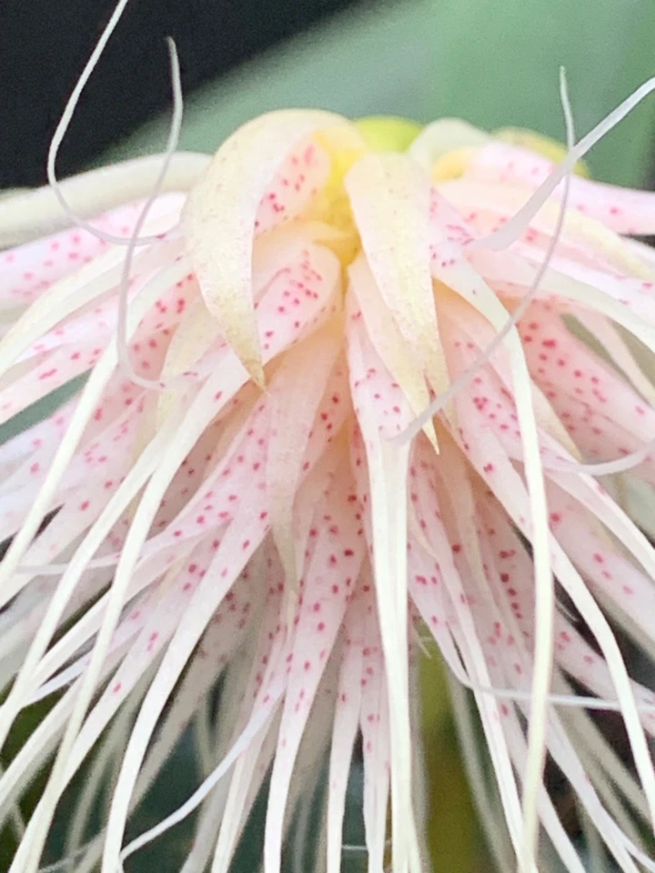 RARE Specimen BULBOPHYLLUM MEDUSAE MIAMI HCC/AOS 6”  BEAUTIFUL SPOTTED FLOWERS - Image 2 of 4