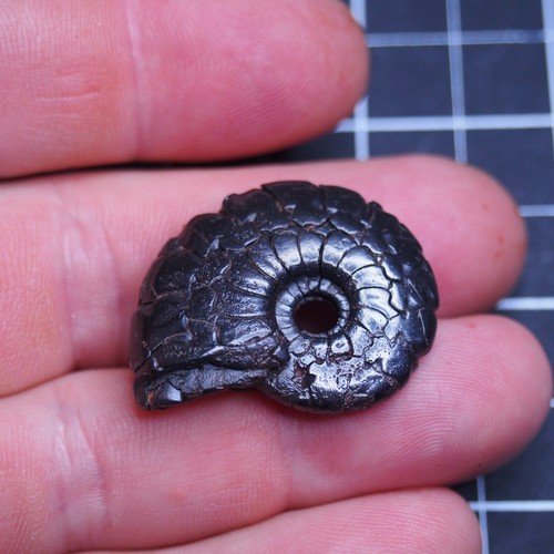 35mm Goniatite Hematite Devonian Fossil Ammonite 1849 - Picture 4 of 10
