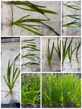 Green Dwarf Sagittaria Subulata Live Freshwater Aquarium Plant Bundle US Grown