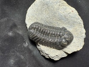 Nice quality Morocops Barrandeops trilobite fossil From the Devonian of Morocco 