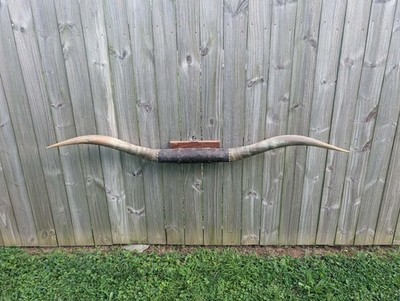 6' Huge 73 1/2'' Texas Longhorn Steer Horns Mounted Western Decor Man Cave Displa