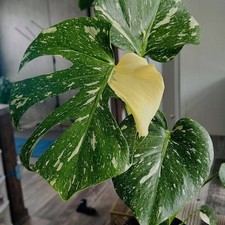 Monstera Thai Constellation High Variegation