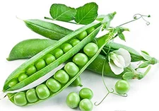 Green Arrow Peas Heirloom Seeds