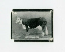 #TN10863 DAINTY Ogden's Tobacco Card w/o Tab