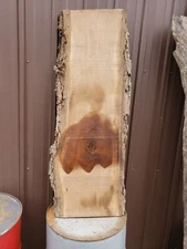 Black Walnut with bark dry Live Edge Slab 20 x 57 x 2 table top  #45