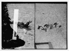 Photo:& Misc[ellaneous] flora fauna