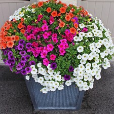 50 Petunia Flower Seeds Pastel