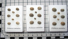Eocene Fossil Snail Gosport Sand Formation Polinices eminulus in display case x1