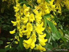 Laburnum anagyroides, common laburnum, golden chain tree. Size 30-50 cm