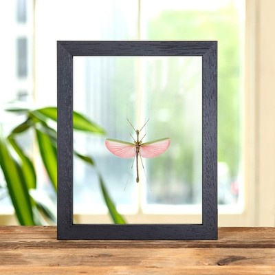 Taxidermie rosa asiatischer Stab Insektenrahmen (Marmessoidea quadriguttata)