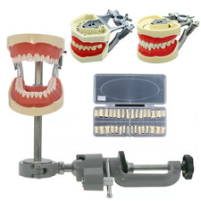 Kilgore Nissin 200 Dental Typodont Model 28pc/32pc Removable Teeth Mounting Pole