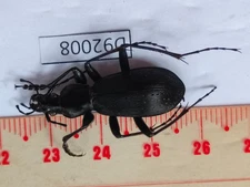 D92008-insects,Beetles Carabidae from Vietnam North