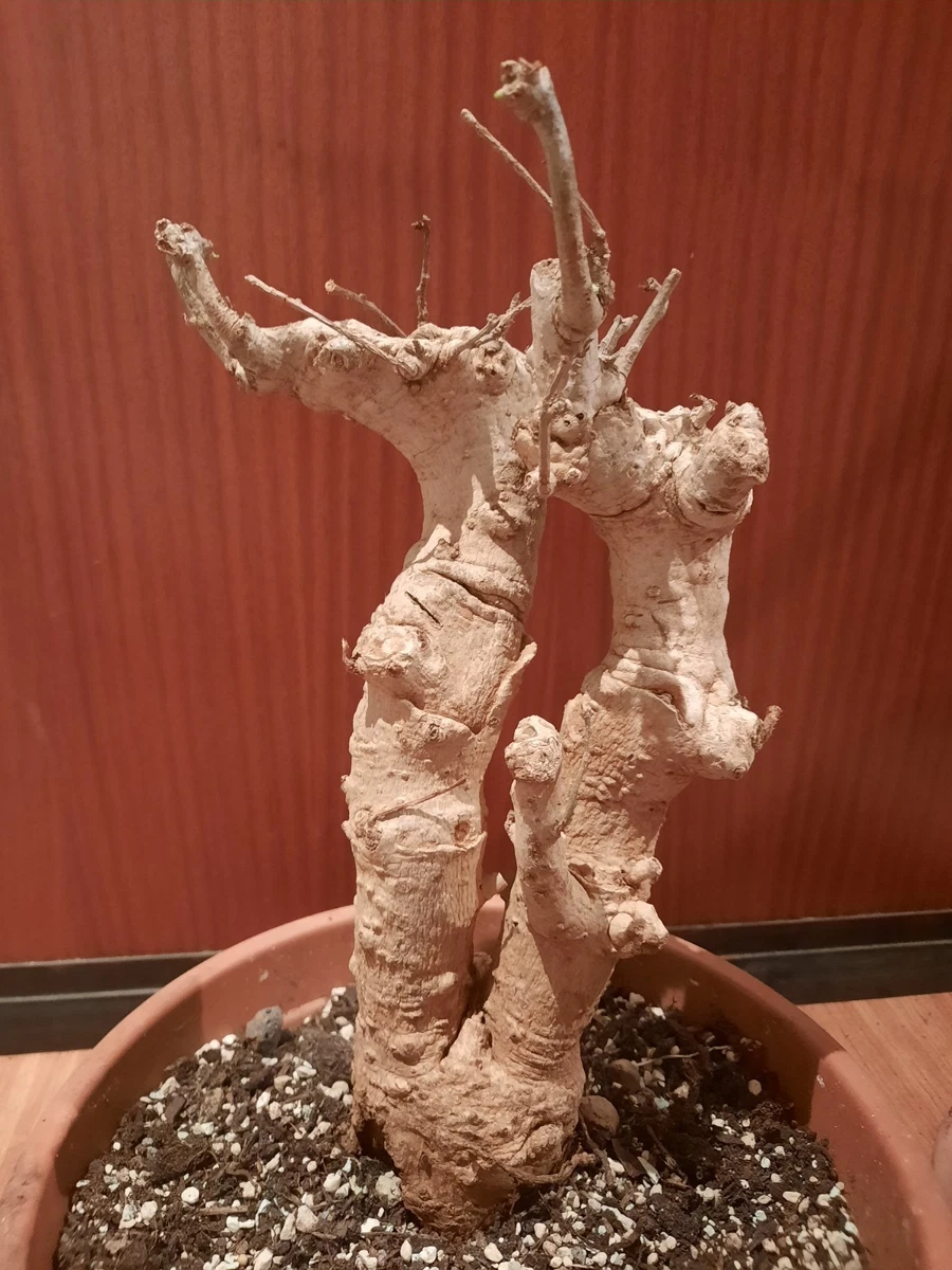 Laubabwerfende Bonsai-Pflanzen, Bume & Strucher mit niedrigem  Wasserbedarf online kaufen | eBay.de