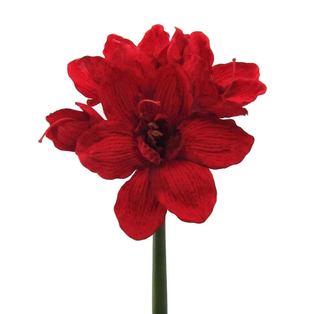 Deko-Amaryllis online kaufen | eBay.de