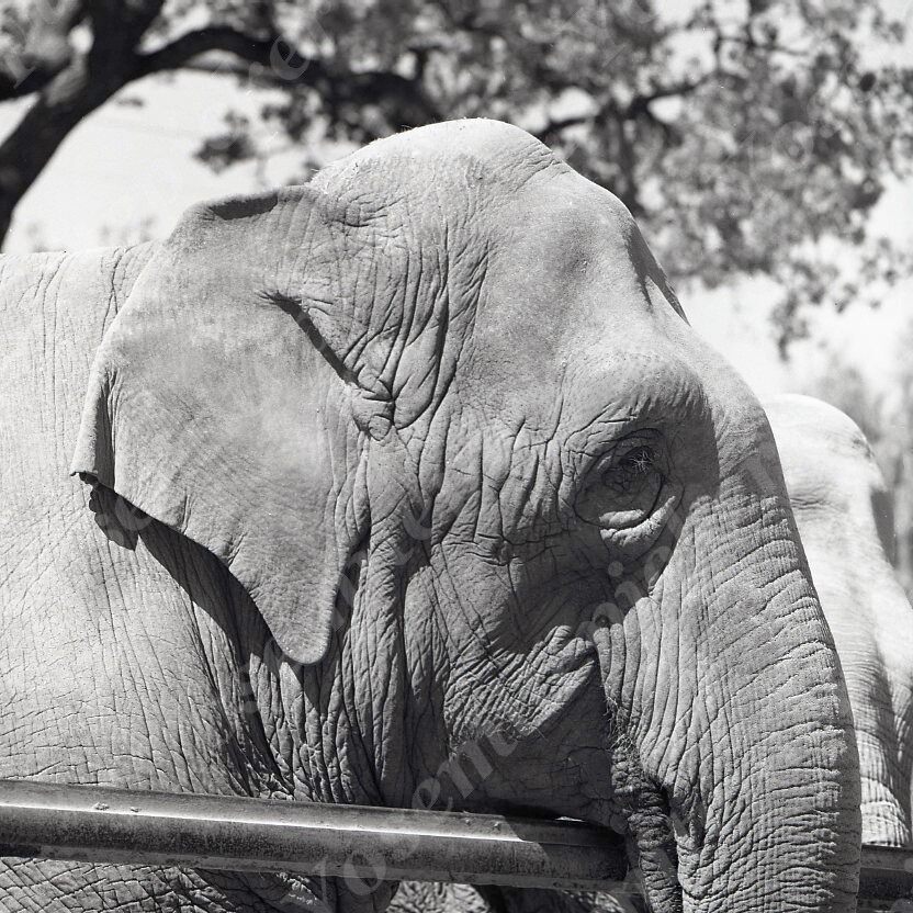 a18 Original Negative 1976 Sacramento Zoo Elephant 186a | eBay