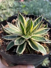 variation Agave filiferaSalm-Dyck agave raresucculent plant 8-12cm