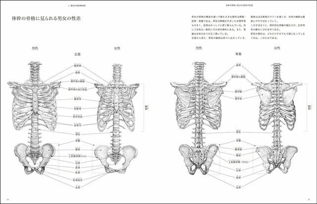 Aesthetic Anatomy Illustration Book Drawing Takashi Oda Japan Tracking For Sale Online Ebay