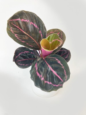Calathea Dottie Roseopicta