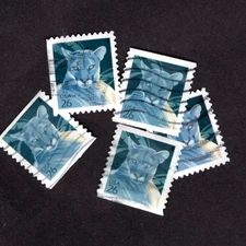 100+ Florida Panther Stamps, 26 cent, Used, Off Paper