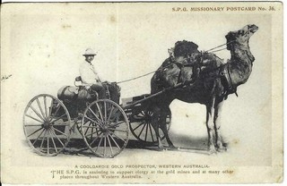 Coolgardie Gold Prospector. West Australia. Vintage postcard. Camel drawn Cart