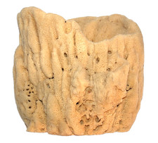 Large Real Natural Saltwater Vase Sea Sponge Centerpiece Bowl Fish Tank Display