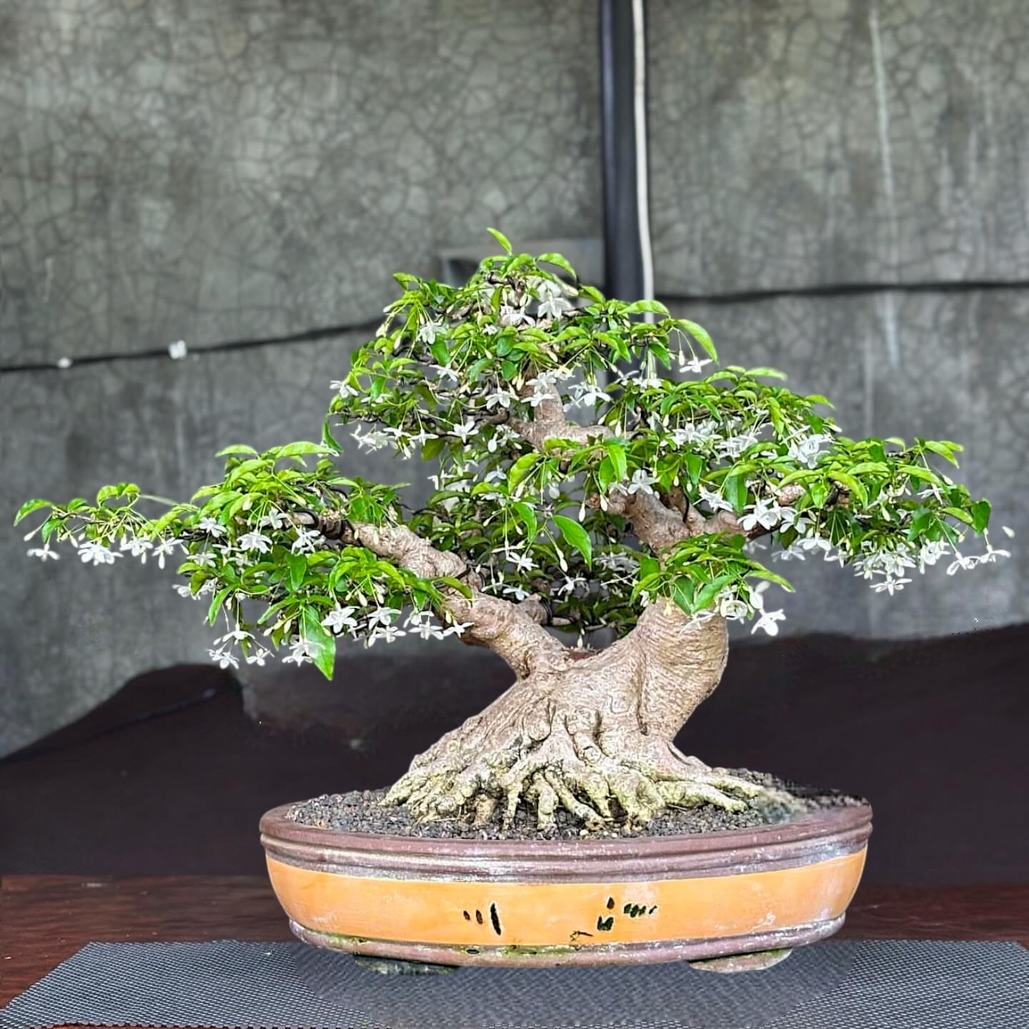Actual plant Bonsai Wrightia religiosa - water jasmine bonsai tree old bonsai