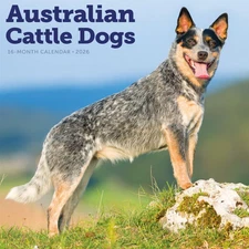 Carousel Calendars,  Australian Cattle Dogs 2026 Wall Calendar, 12'' X 12'', 16-