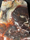 Crazy Lace Agate Slab-Full of Colorful Peaks & Swirls!! — photo 4