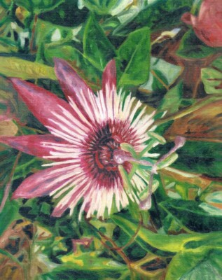 Fine Art Limited Edition Giclee Print Floral Tropical Passion Flower Painting