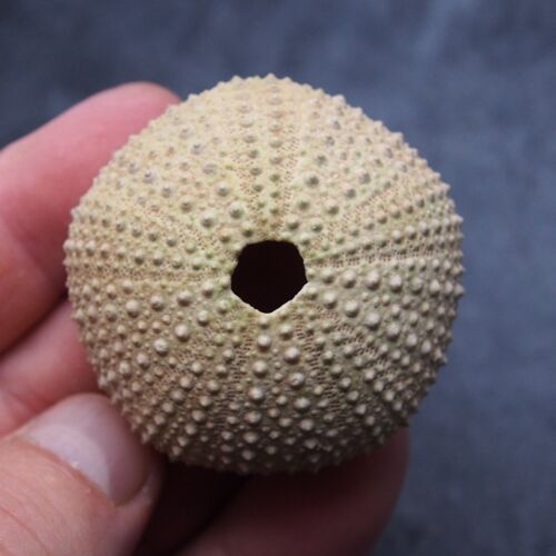 51x28mm Echinoid Psammechinus Miliaris Fossil Natural Sea Urchin Echinoderm - 第 1/10 張圖片