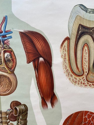 DE COLECCIÓN ESCUELA ANATÓMICA TABLA DE DIENTES HUMANOS PAPEL SOBRE LIENZO - Imagen 11 de 12