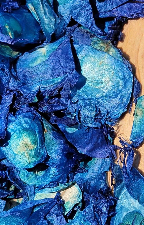 Angel Wings, Blue, Bulk Botanicals, Oroxylum indicum Bignoniaceae, For Potpourri - Image 4 of 4