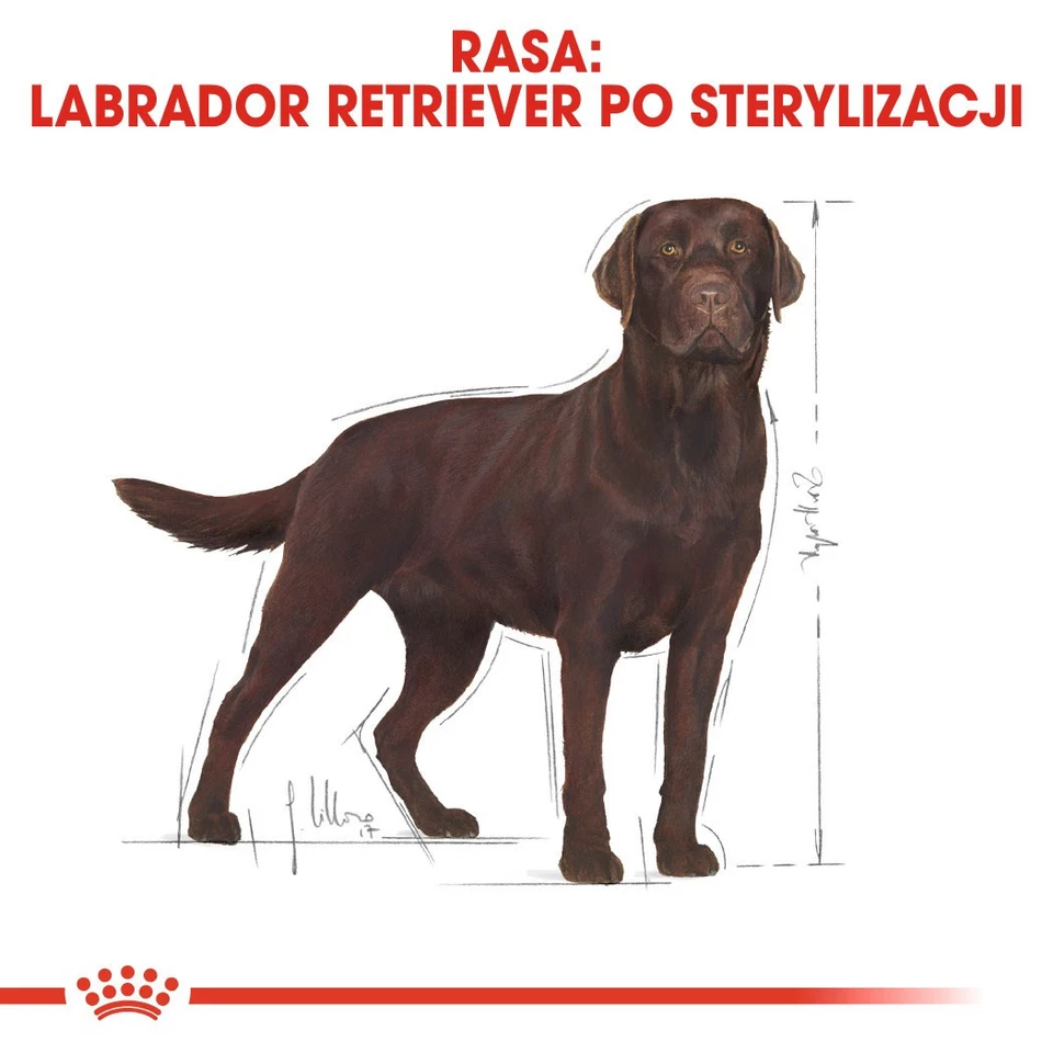 3182550787581 ROYAL CANIN Labrador Retriever Sterilised Adult - trockenfutter fü - Bild 3 von 4