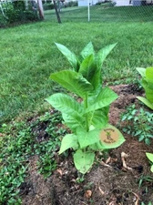 Black Sea Samsun Tobacco Seeds (~1000) Turkish Rich & Flavorful +500 Free Seeds!