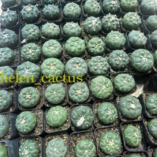 2pcs 4-5cm Astrophytum asterias（Turtle shel...