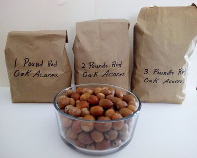 Acorns Wildlife Feed  1 - 2 - 3  Pounds  For Birds, Squirrels, Chipmunks, Deer+