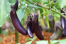 1000 LONG PURPLE EGGPLANT Solanum Melongena Esculentum Vegetable Seeds