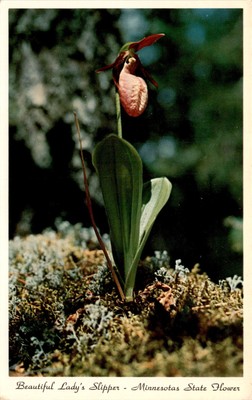 Minnesota, Lady's Slipper, Tamarack, Spruce marshes, Gallagher's Postcard