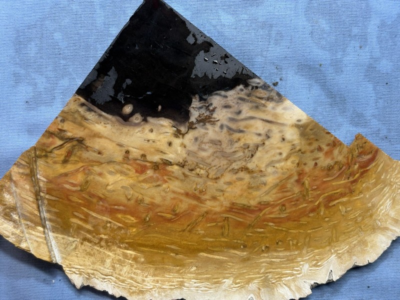 Slab Of Petrified Indonesian Palm