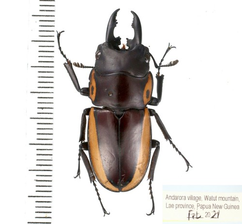 different sp. - Lucanidae from Papua New Guinea, West Papua, Indonesia, PNG #1 - Picture 21 of 34