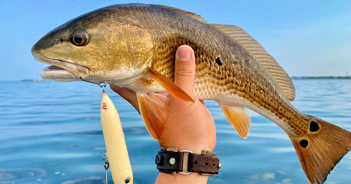Bull Red Drum Surf Fishing CASTABLE Leaders 300lb test 6 0 Mustad Circle Hooks