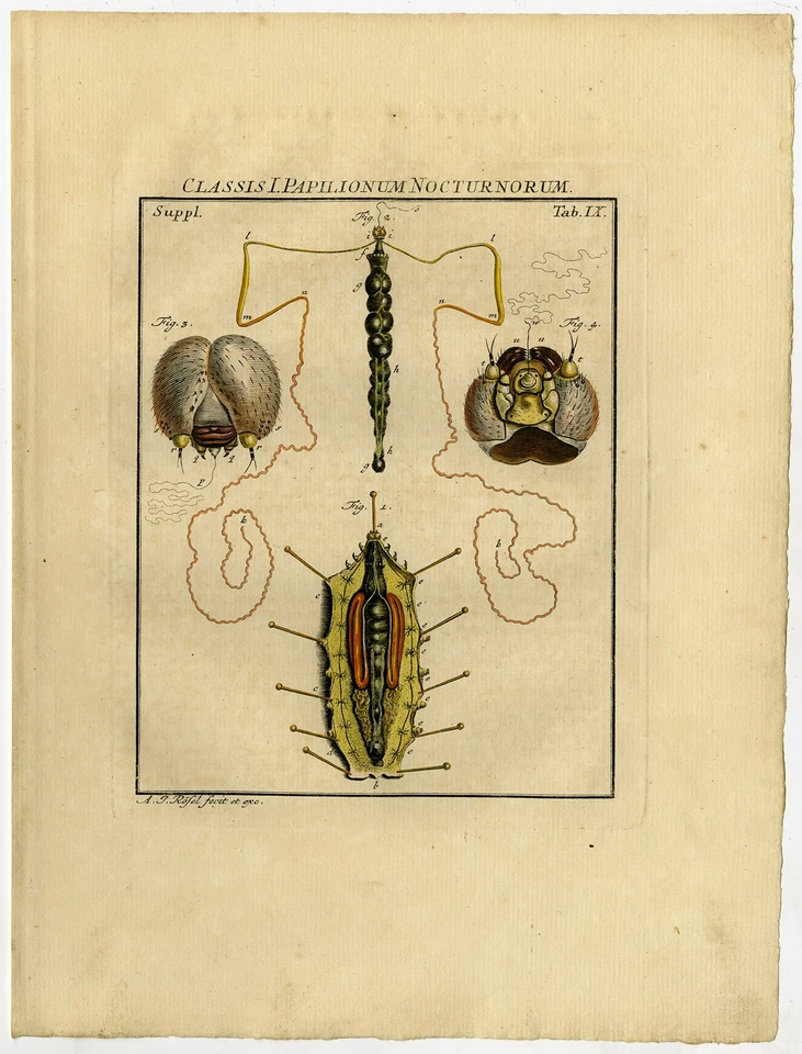 3 impresiones antiguas-SILKWORM-BOMBYX MORI-SILKMOTH-7/9-Rosel van Rosenhof-1765 Foto 3 de 3
